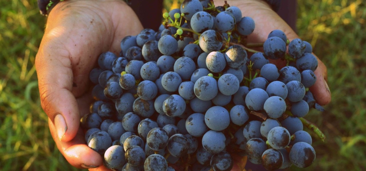 Damian, Uruguay Local Expert
